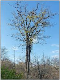 Image result for Tinospora fragosa