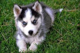 Husky mix pups available.they are 11 weeks as of nov 18 2015. 10 Facts You Need To Know Before You Pomeranian Husky Mix Pomsky