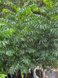 Image result for Dasylepis eggelingii