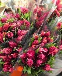 Your trusted san antonio local flower shop. Texas Austin Bill Doran Company Wholesale Florist Bulk Flowers Nationwide