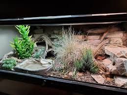 Leopard Gecko Bioactive Tumblr Leopard Gecko Gecko Terrarium Leopard Gecko Terrarium