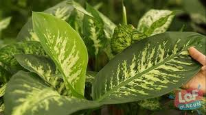 Aglaonema Cicegi Bakimi Ve Yetistiriciligi