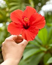 Orlando, Florida, Native Plants | ehow