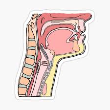 Learn more about the anatomy of the neck in this section. Head And Neck Anatomy Gifts Merchandise Redbubble