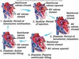 Cardiovascular System I Heart Cardiac Cycle Cardiovascular System Cardiovascular