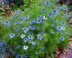 Check spelling or type a new query. Nigella Damascena Wikipedia