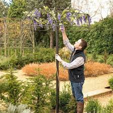 Wisteria Umbrella Plant Support Harrod Horticultural Plant Supports Wisteria Wisteria Tree