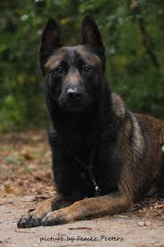 Nordenstamm Panko Kratos Ipo3 Tyr Malinois Kennels Australia