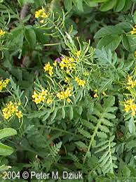 Image result for Rorippa nudiuscula