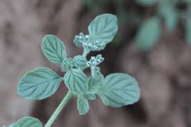 Image result for Heliotropium supinum