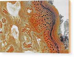 Free Nerve Endings Epidermis Wood Print By M I Walker