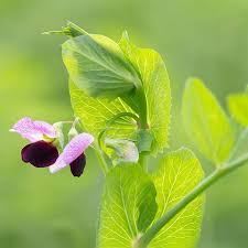 Image result for Pisum