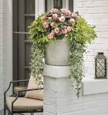 Image result for sanvitalia combine in pots