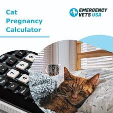 Heart, abdominal sonogram and it means she has given. Cat Pregnancy Calculator Feline Gestation Due Date Estimation