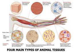 Learn about types of animal tissue topic of biology in details explained by subject experts on vedantu.com. Different Types Of Tissues In Animals Teethwalls