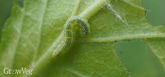 Treatments with decis mega ew 50, confidor energy, mospilan 20 sg, actara 25 wg. 5 Organic Ways To Foil Fruit Tree Pests