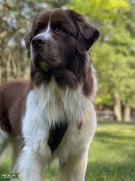 Beautiful Brown And White Newfoundland Stud Dog Fort Wayne Breed Your Dog