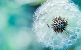 Dandelion Backgrounds Wallpaper Cave 2020 popular 1 trends in home improvement, home & garden with dandelion wallpaper mural and 1.