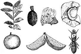 Image result for Dictyophleba lucida