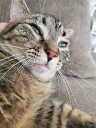 Chin acne in cats is a poorly understood disorder of follicular keratinization. Cat Mysteriously Losing Hair Under Chin Cathelp
