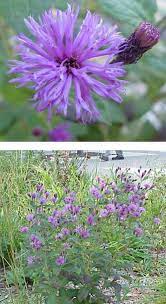 Michigan Native Ironweed Vernonia Missurica Vernonia Native Plants Plants