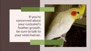Cockatiel - Nymphicus Hollandicus - Birds Of The World