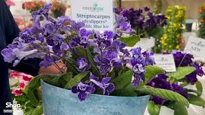 Image result for Streptocarpus goetzei