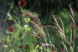 Image result for Aristida