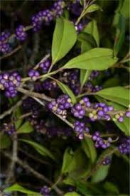 Image result for Myrsinaceae