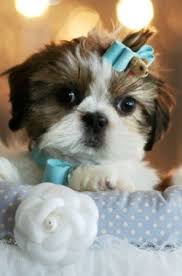 Teacup Shih Tzu Puppies Shih Tzu Puppy Shih Tzu Cute Animals