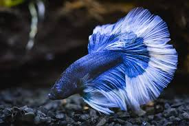 Fish guide for siamese fighting fish, betta splendens, betta profile with fish pictures, description betta fish care infographic, a handy cheat sheet that will benefit any keepers of siamese fighting. 13 Types Of Betta Fish Includes Video Of The Rarest