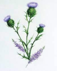 29 Likes 4 Comments Bold Creations Heathers Bold Creation On Instagram Colourful New Tattoo Des Scottish Tattoos Scottish Thistle Tattoo Thistle Tattoo