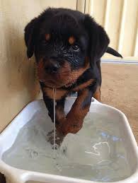 Rottweiler Puppy Goruntuler Ile Kopek