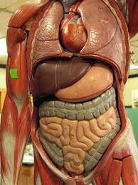 Gastrointestinal And Non Gastrointestinal Symptoms Vary In Patients With Celiac Disease Human Body Organs Human Body Anatomy Human Body Systems