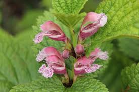 Image result for Ocimum lamiifolium