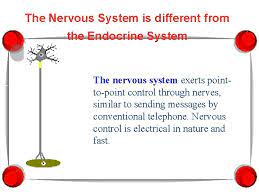 Endocrine System Mr Crabtree 7 Th Grade Preap