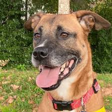 You can't have just one. Lifeline Animal Project Asks All To Take Part In Its Black Friday Foster Pet Adopt A Thon Neighbornewsonline Com Suburban Atlanta S Local News Source Mdjonline Com