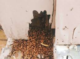 Agricultural science study guide agricultural sciences is the study of the relationship between soils, plants and animals. Termite Poop 101 Identification Dangers With Pictures