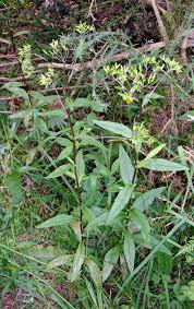 Image result for Senecio sp.no.3