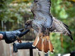 Maybe you would like to learn more about one of these? How Big Is A Red Tailed Hawk Birdwatching Buzz
