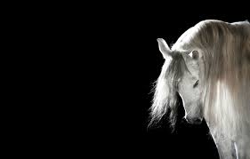 Check spelling or type a new query. Wallpaper Horse Mane Black Background White Horse Images For Desktop Section Zhivotnye Download