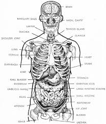Human Body Diagram Black And White Human Body Anatomy