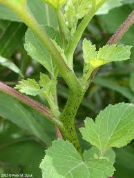 Image result for Xanthium strumarium