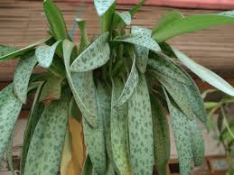 Image result for Xerophyta kirkii