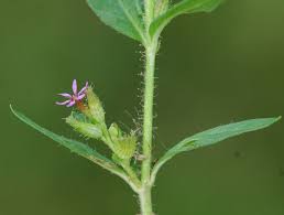 Image result for Cuphea carthagenensis