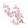 Fleur dessin realiste magnifique fleur japonaise dessin. 1