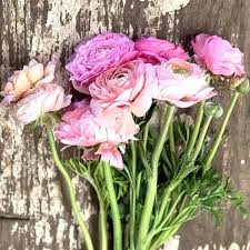 Image result for Ranunculus volkensii