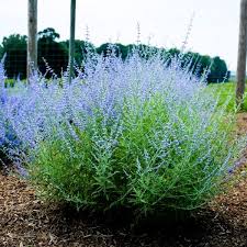 Image result for Perovskia atriplicifolia lacey blue photo