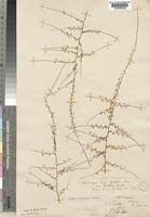 Image result for Asparagus flagellaris