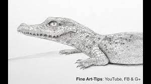 How To Draw A Baby Crocodile Or Aligator Youtube